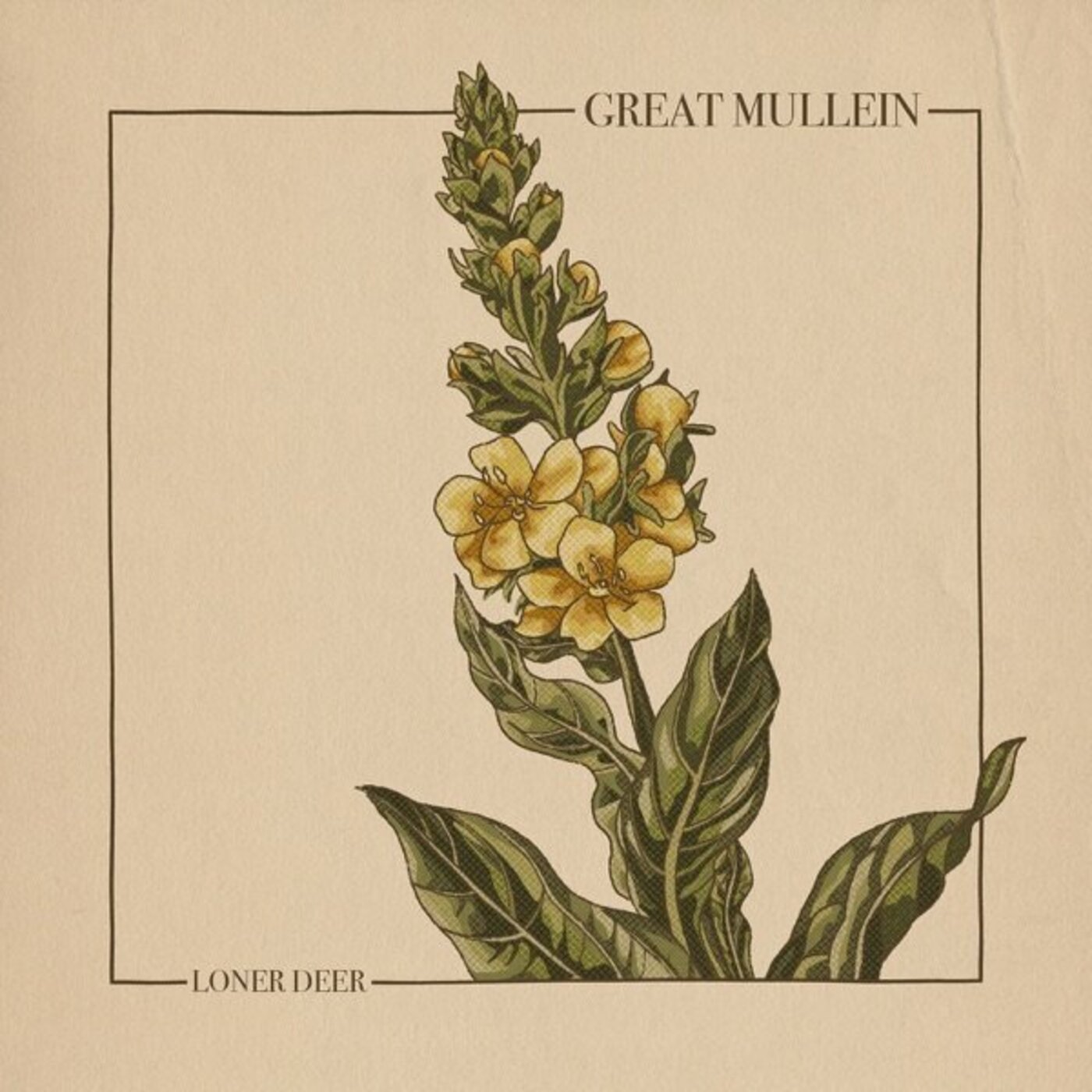 Loner Deer - Great Mullein