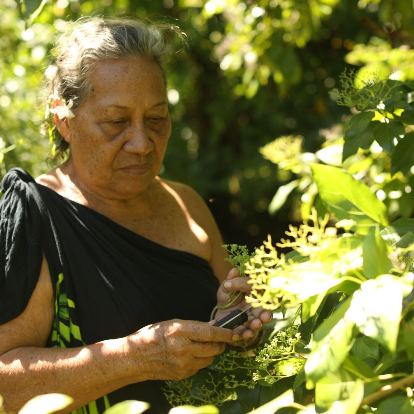 Le laboratoire d'idées : les trésors oubliés des plantes médicinales Le laboratoire d'idées : les trésors oubliés des plantes médicinales
