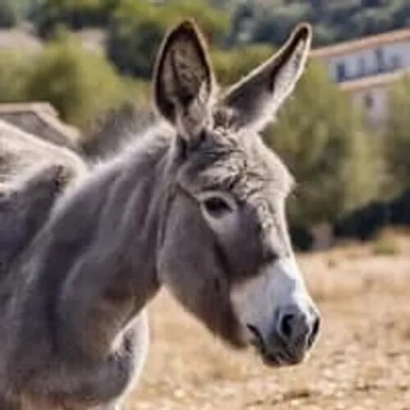 Le petit âne gris