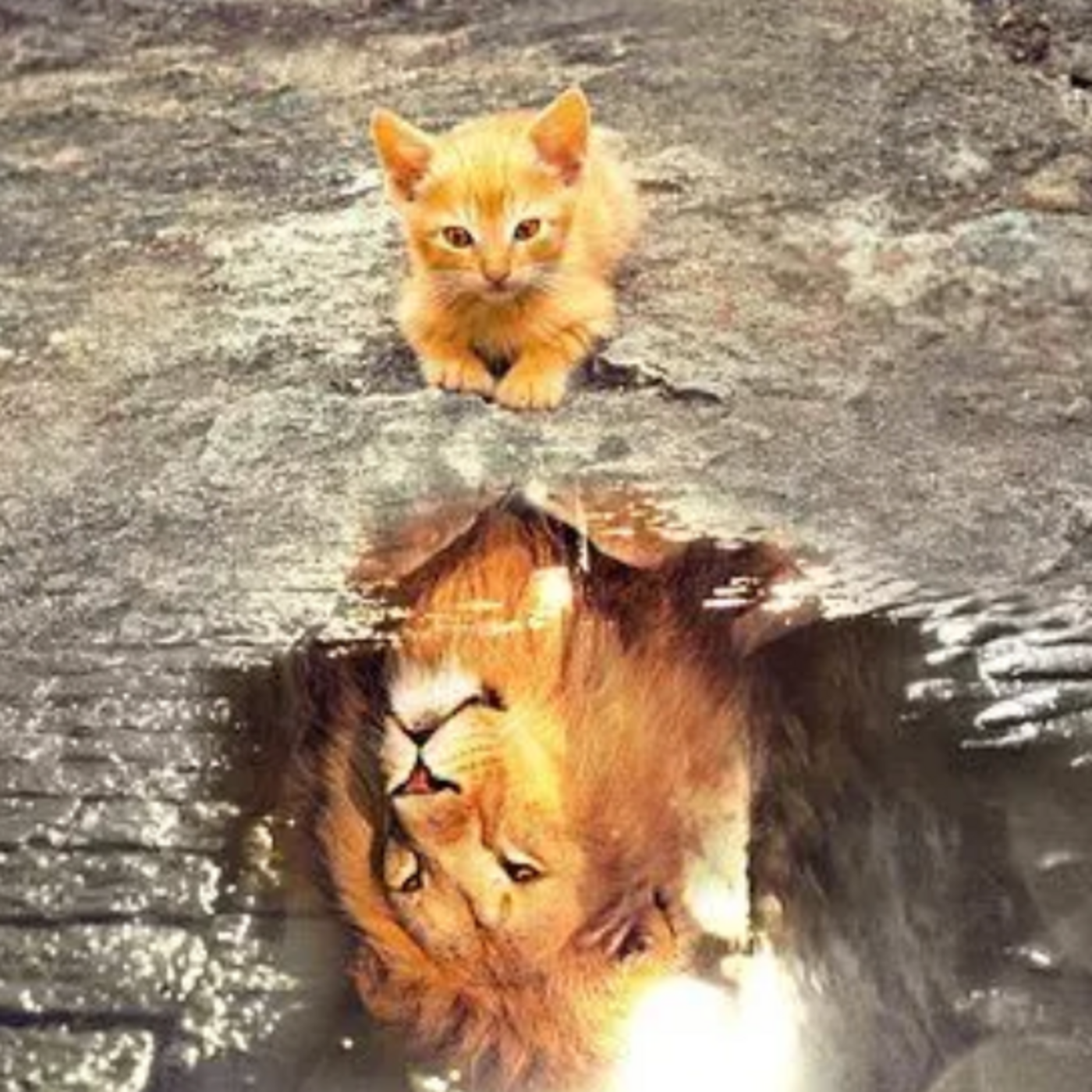 Le vieux chat et la flaque d'eau