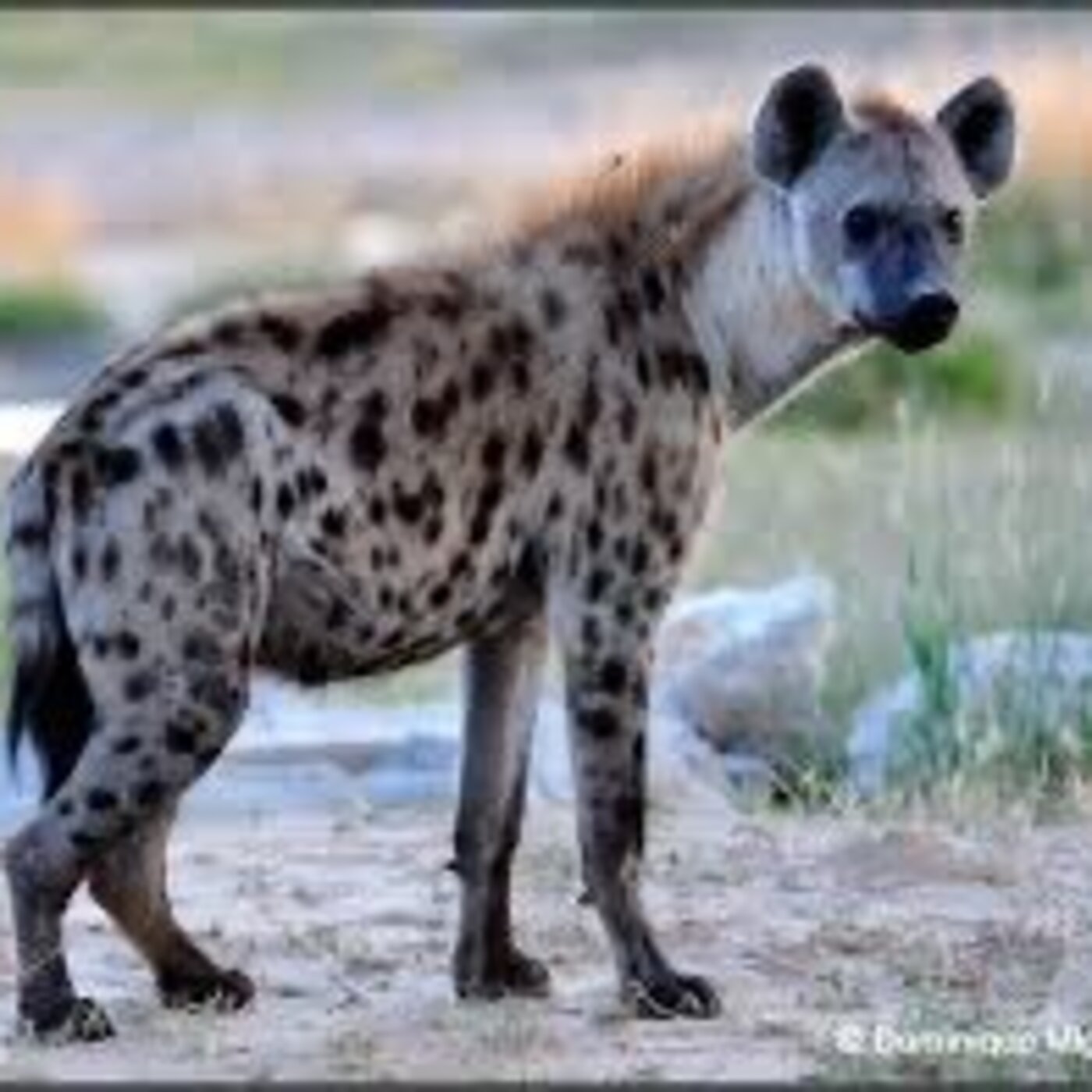 Mosikasika le petit poussin