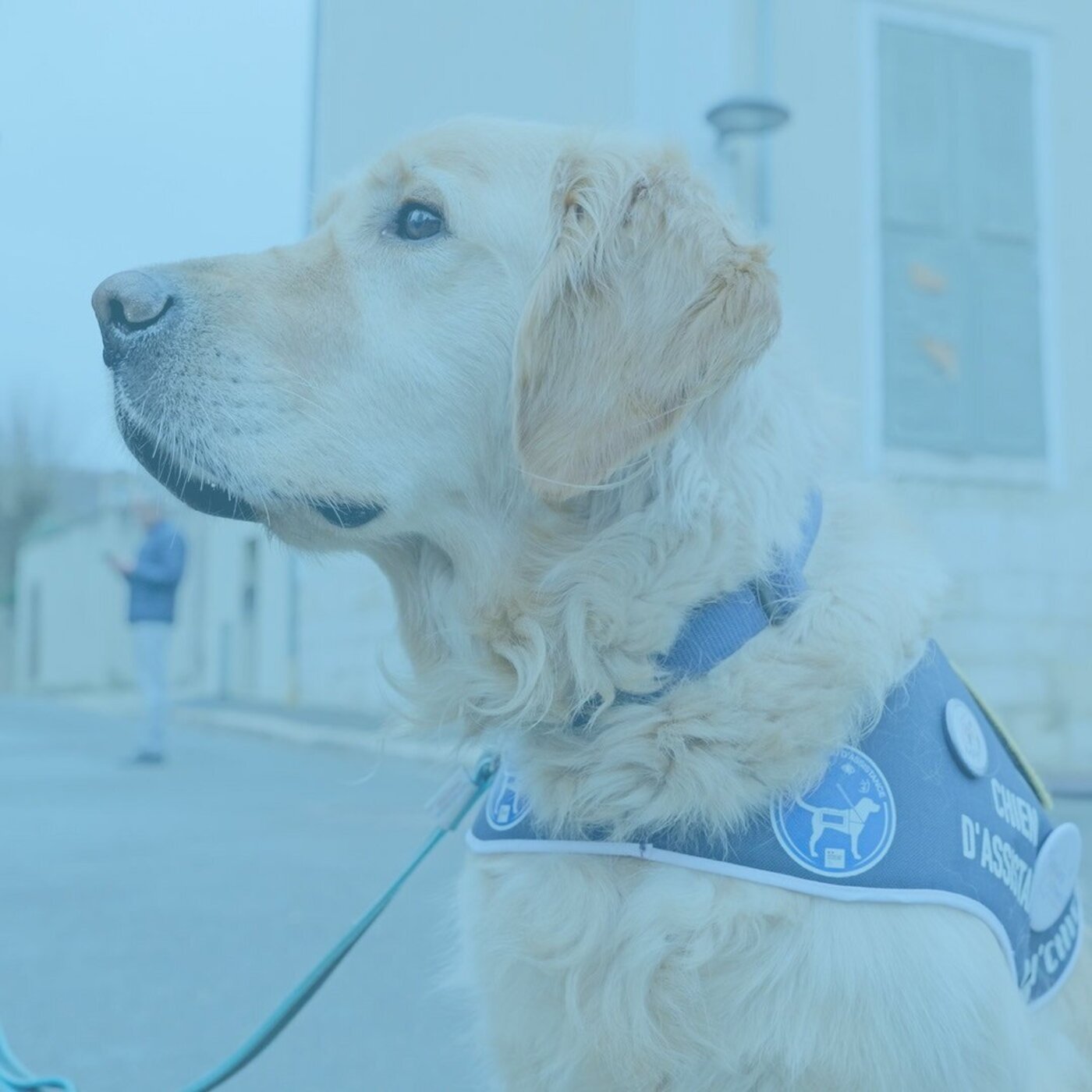 Team's, le chien qui aide les victimes à témoigner