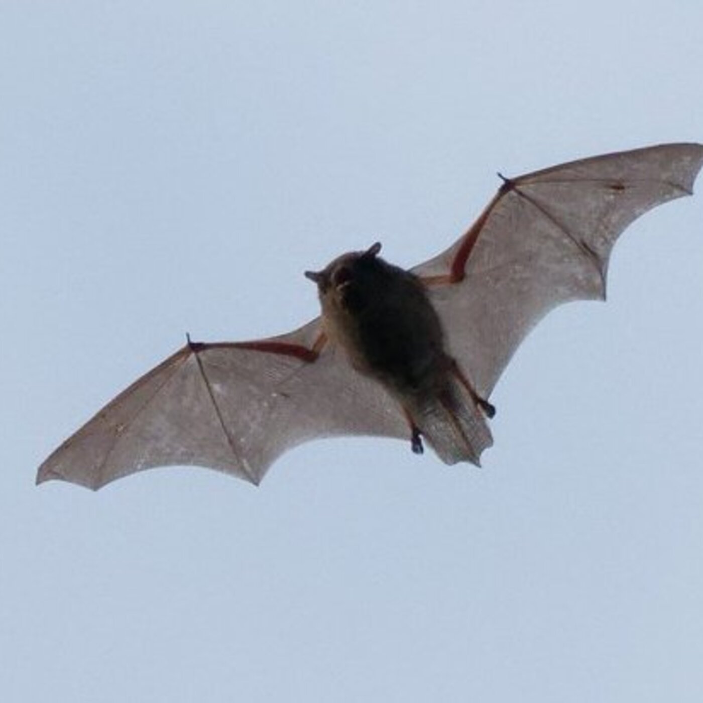 La chauve-souris, petite noctambule aux super-pouvoirs