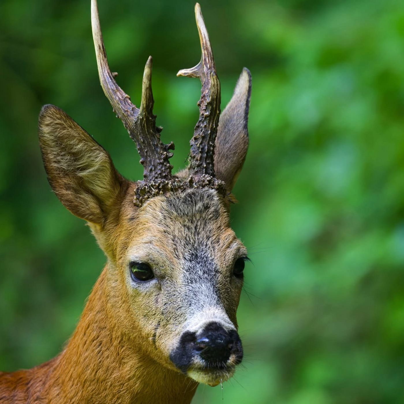 Le chevreuil, filou de la forêt