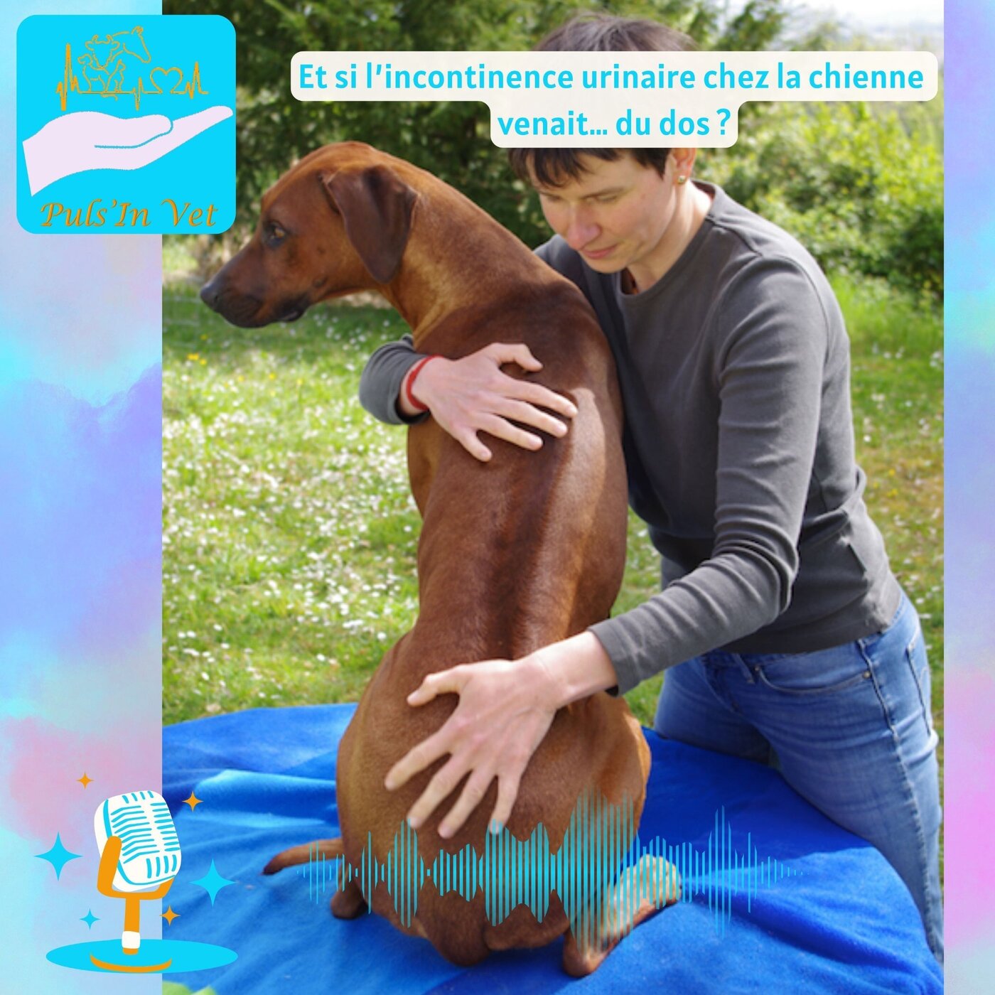 Et si l’incontinence urinaire chez la chienne venait… du dos ?