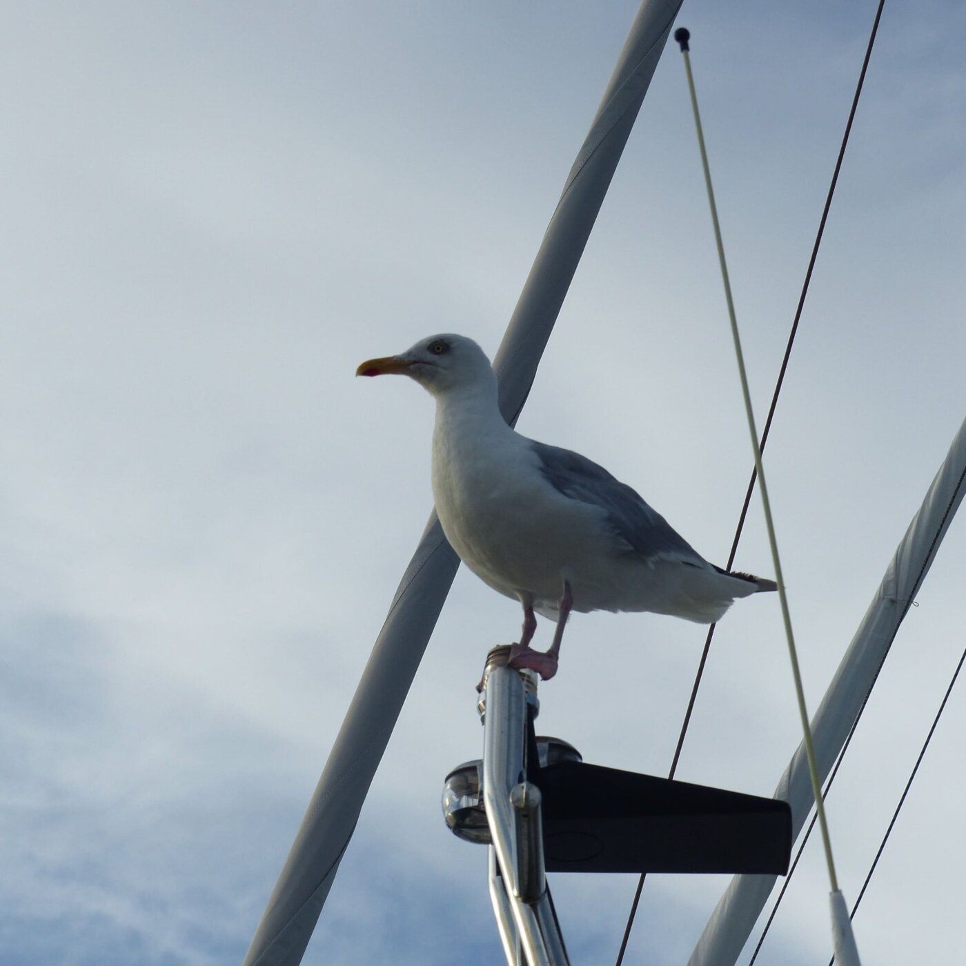 Tout plaquer pour devenir une mouette