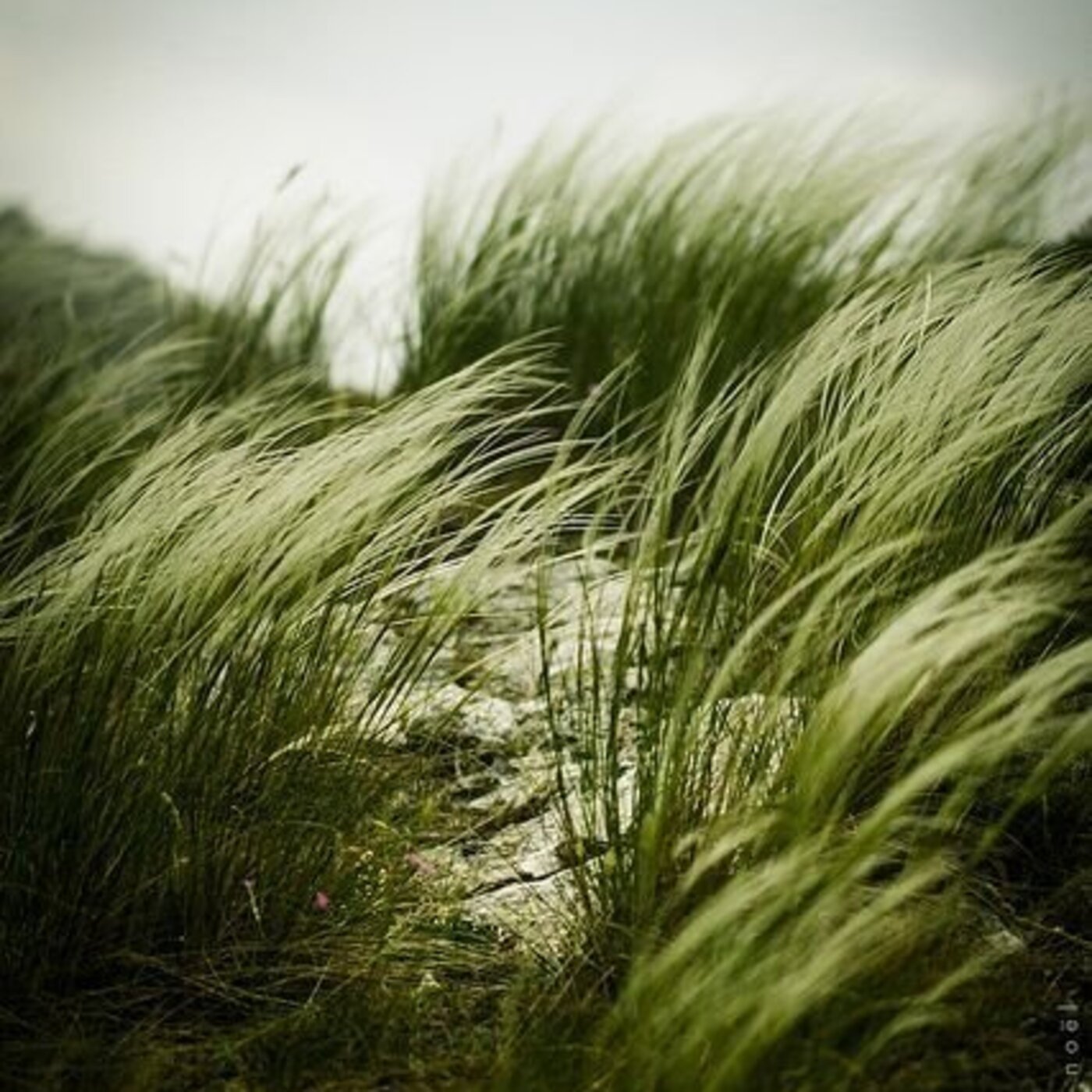 Fragments contemplatifs - Le vent