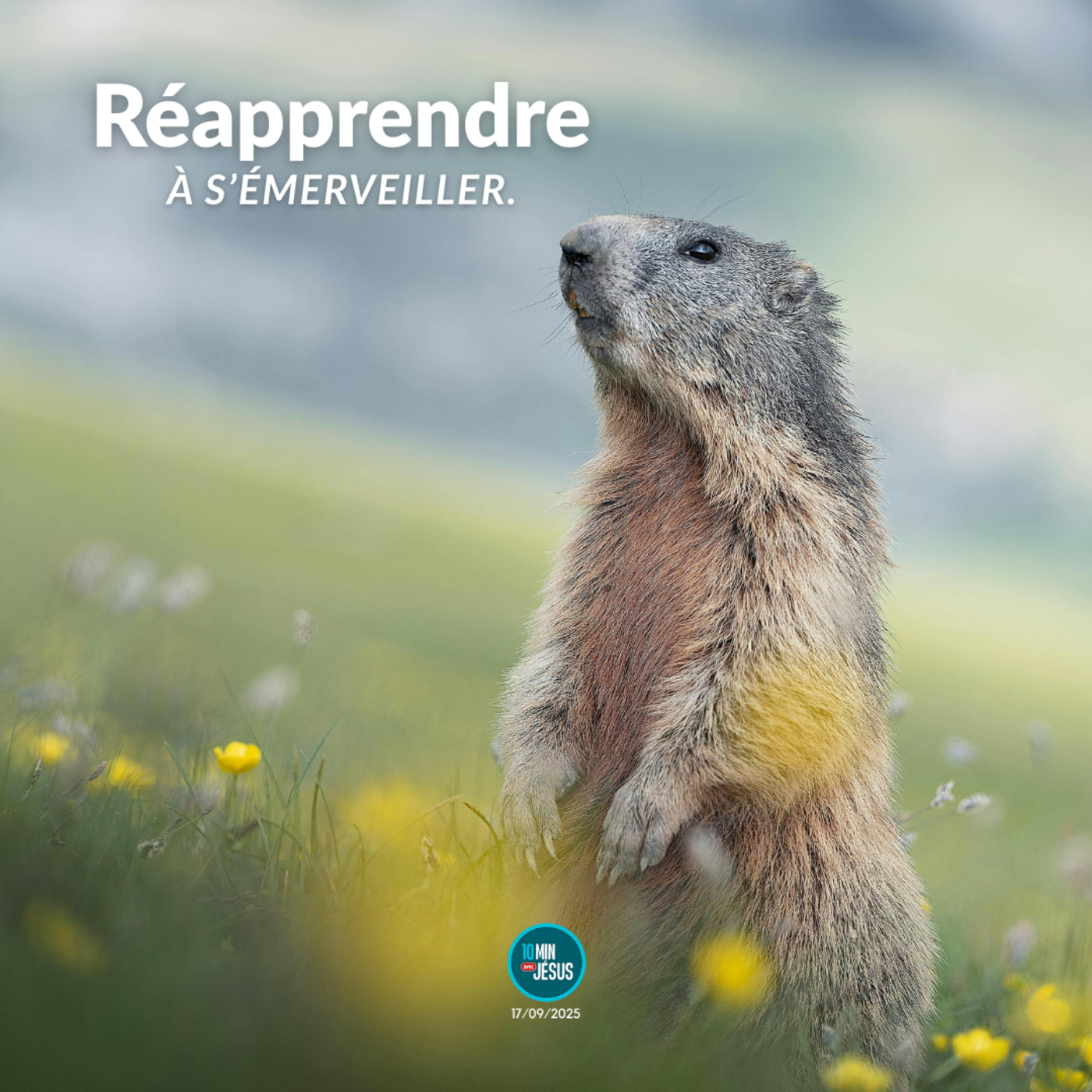 Les marmottes du Monte Rosa (17-09-2025)