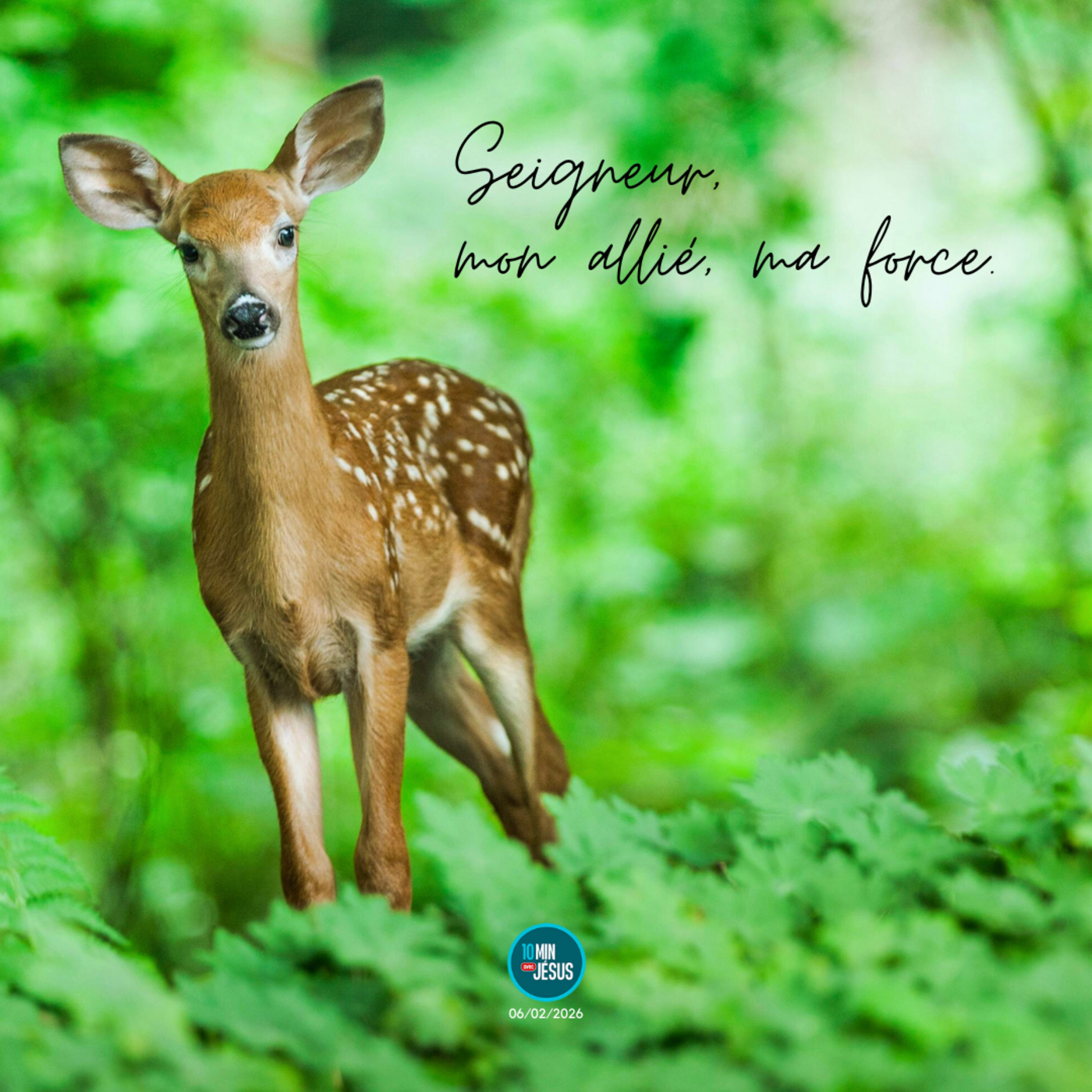 Terrasser le rhinocéros (06-02-2026)