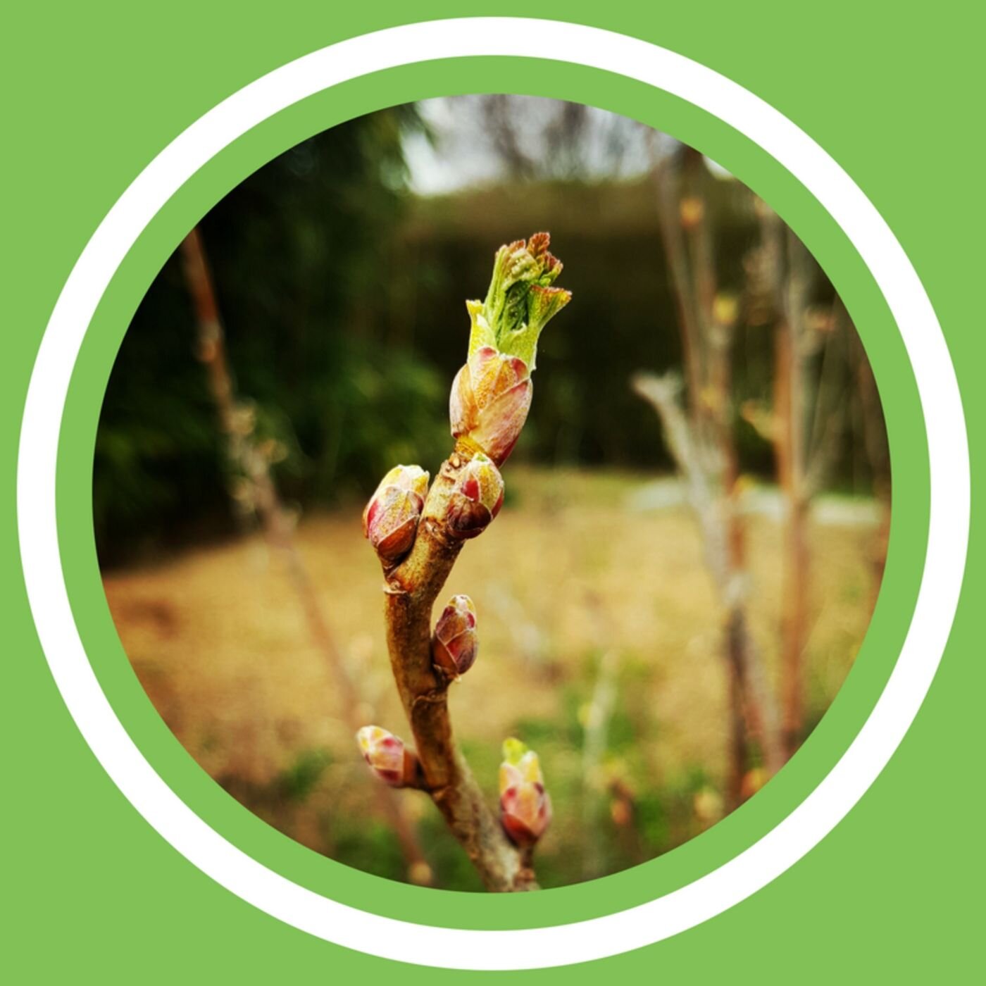 #059 - Julie Bernard - Les bienfaits du cassis! (FR)