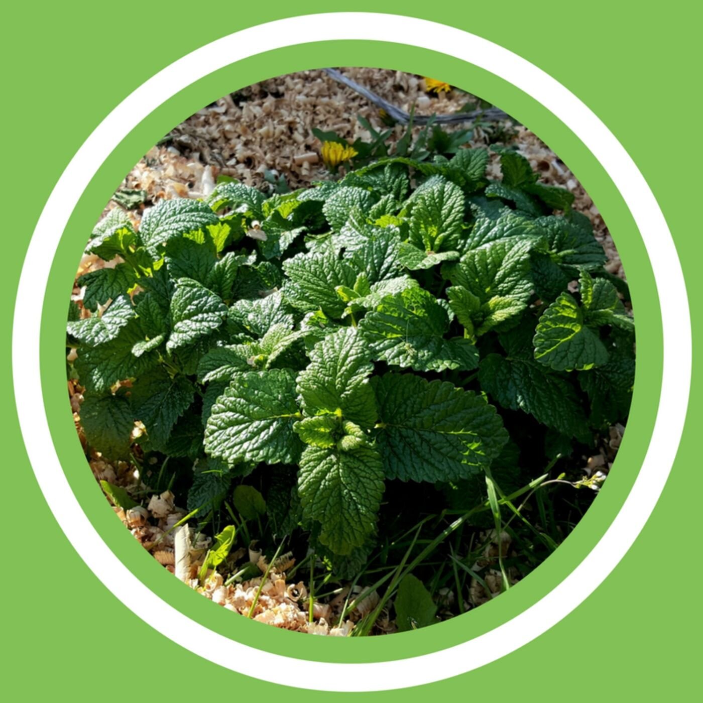 #067 - Julie Bernard - Les bienfaits de la Mélisse - (FR)