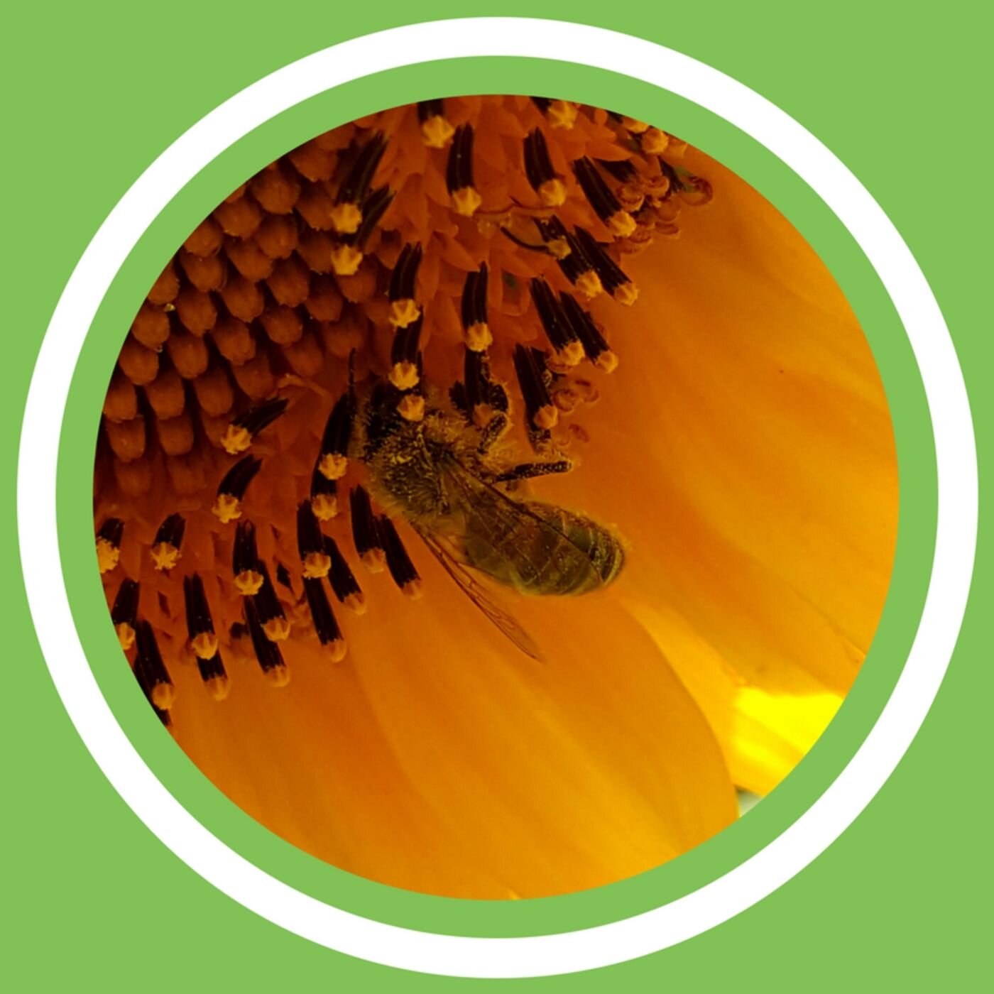 #083 - Julie Bernard - La propolis brune, rouge ou verte ! (FR)