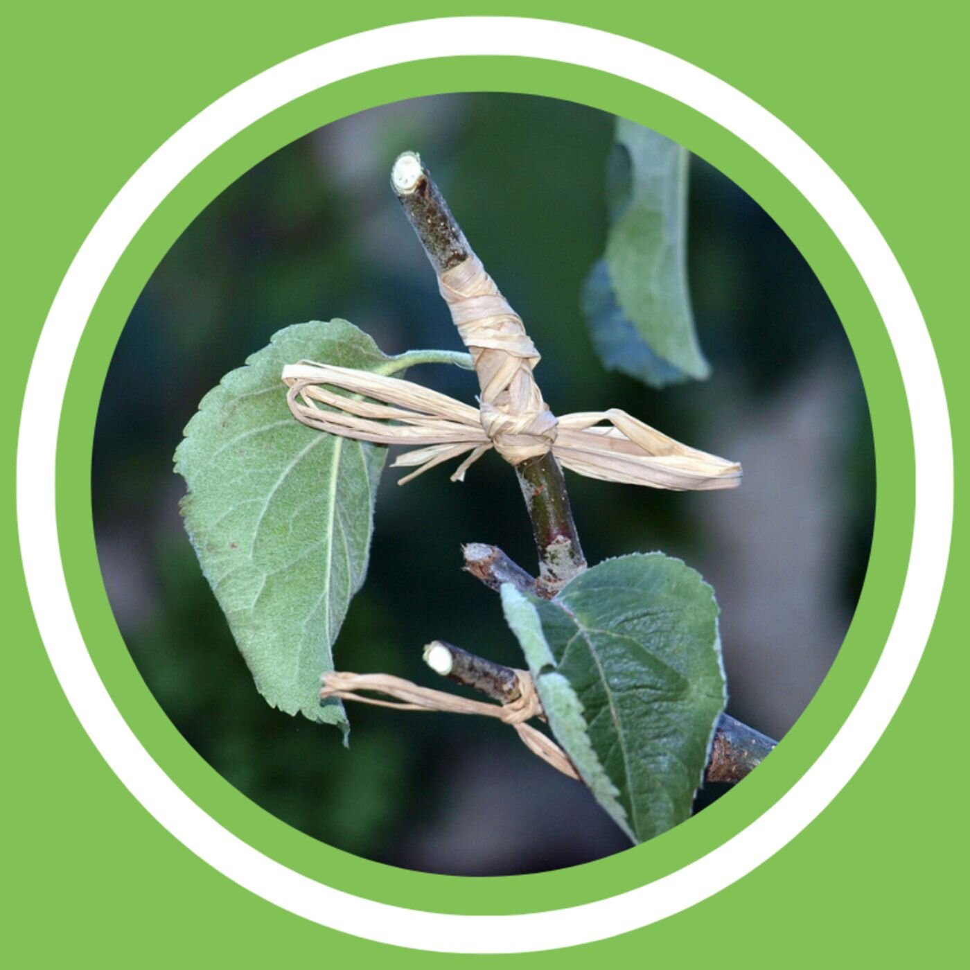 #125 - Jeanne Delaurent - Les arbres fruitiers (FR)