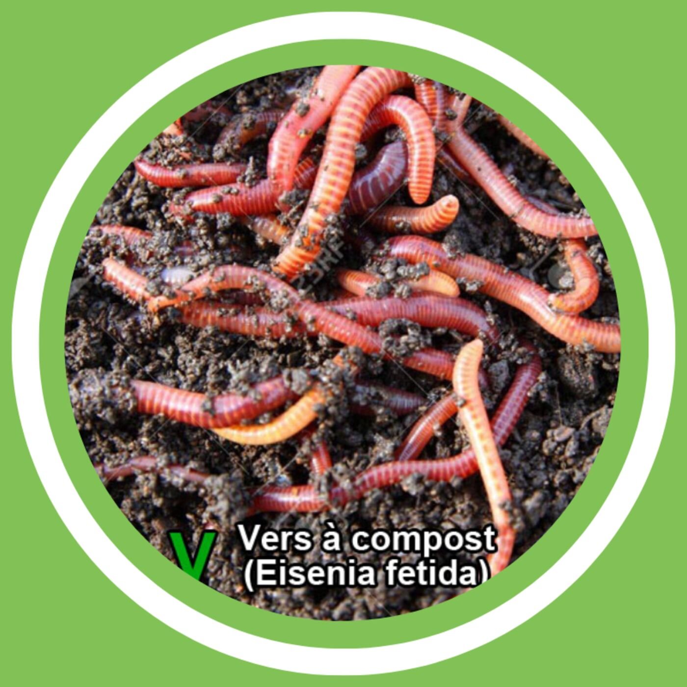 #133 - Didier Boulvin (Maître composteur) - Le vermicompost (FR)