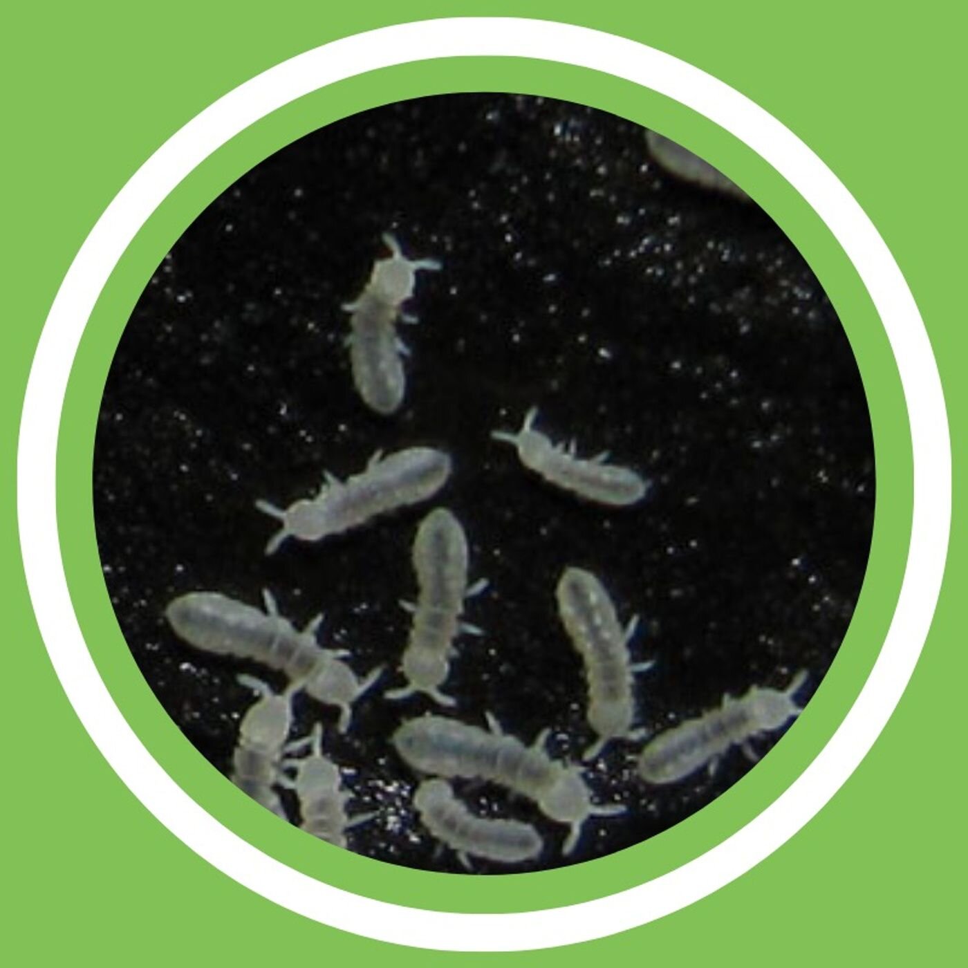 #134 - Didier Boulvin (Maître composteur) - Le vermicompost - Seconde partie (FR)