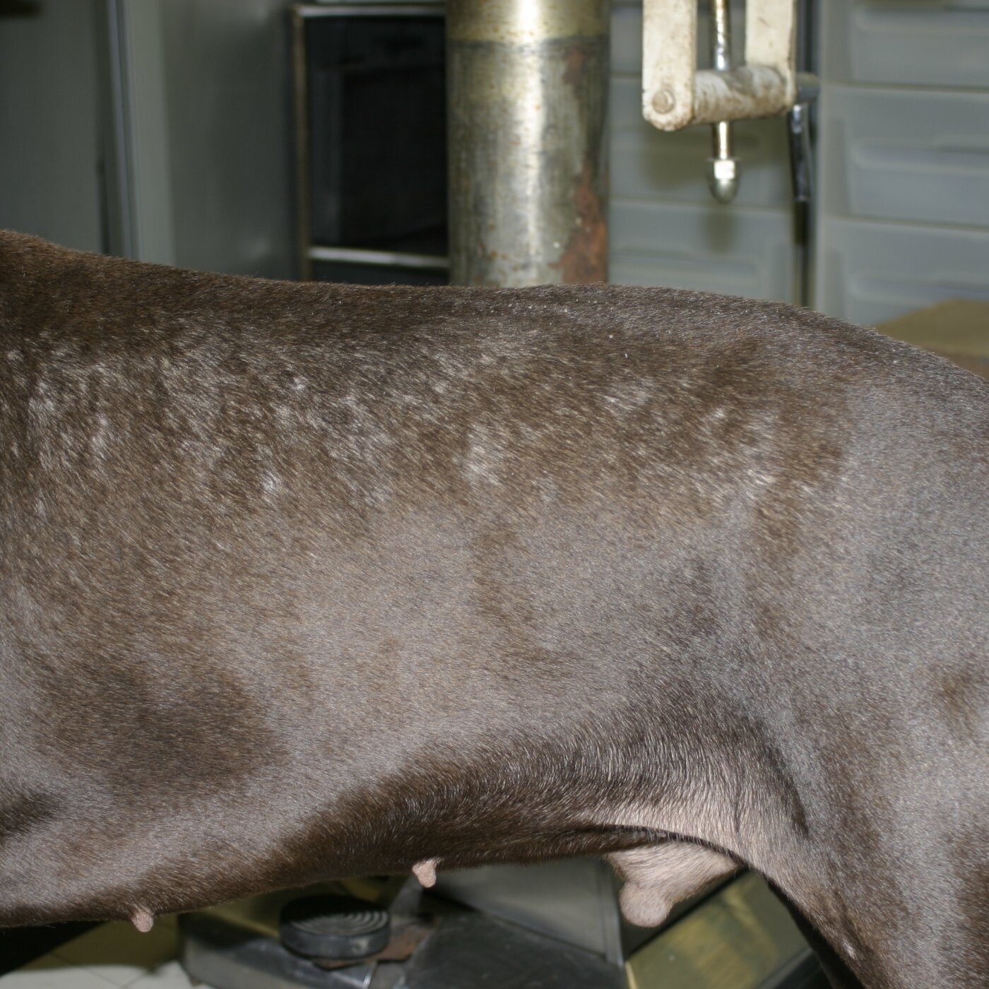 Color Dilution Alopecia in Dogs