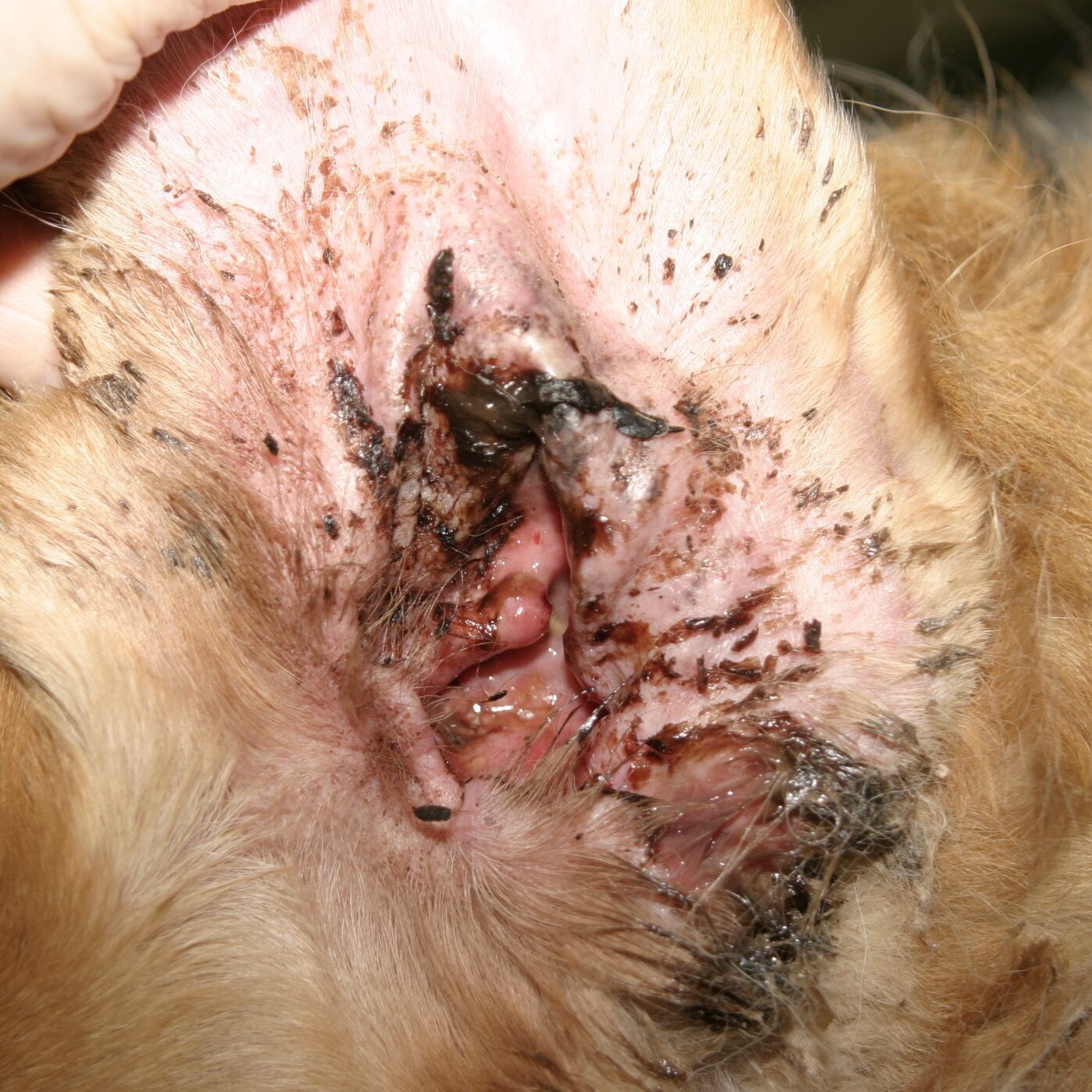 Diagnostic and Therapeutic Approach to Pseudomonas aeruginosa in Dogs.