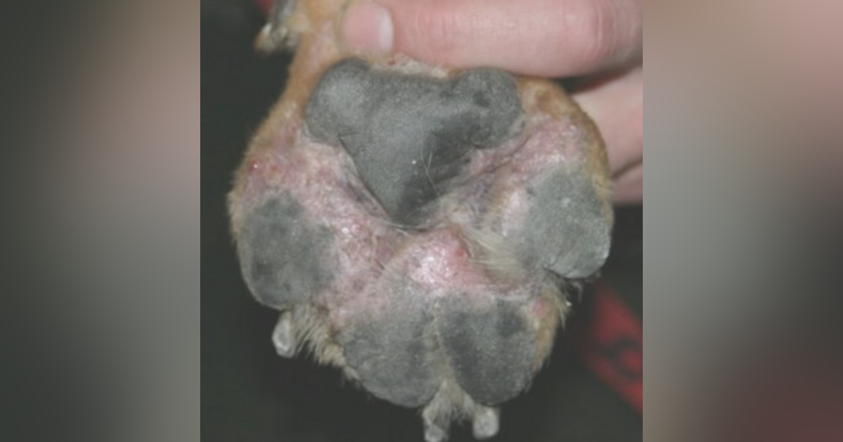 Pododermatitis Osteomyelitis Rabbits Etiology and Management of Canine Pododermatitis • Podcast • DermaVet ...
