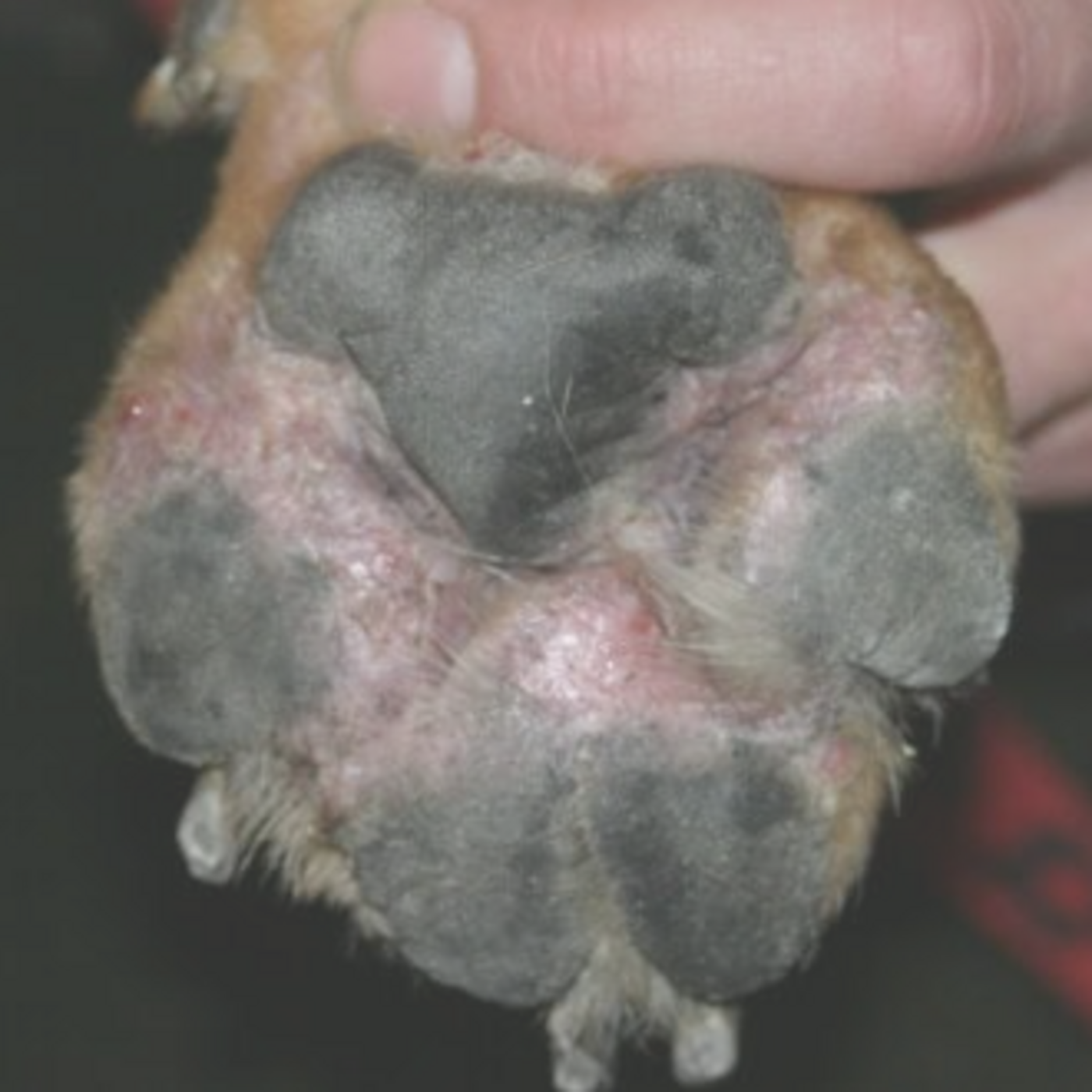 Etiology and Management of Canine Pododermatitis