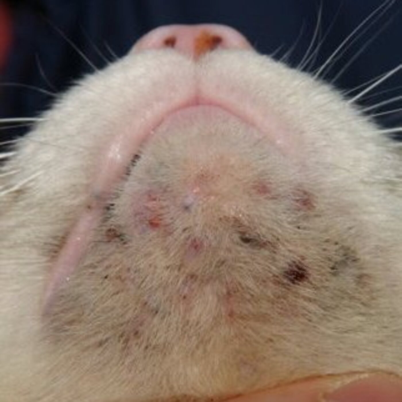 Feline Acne: An Overview of Causes and Management