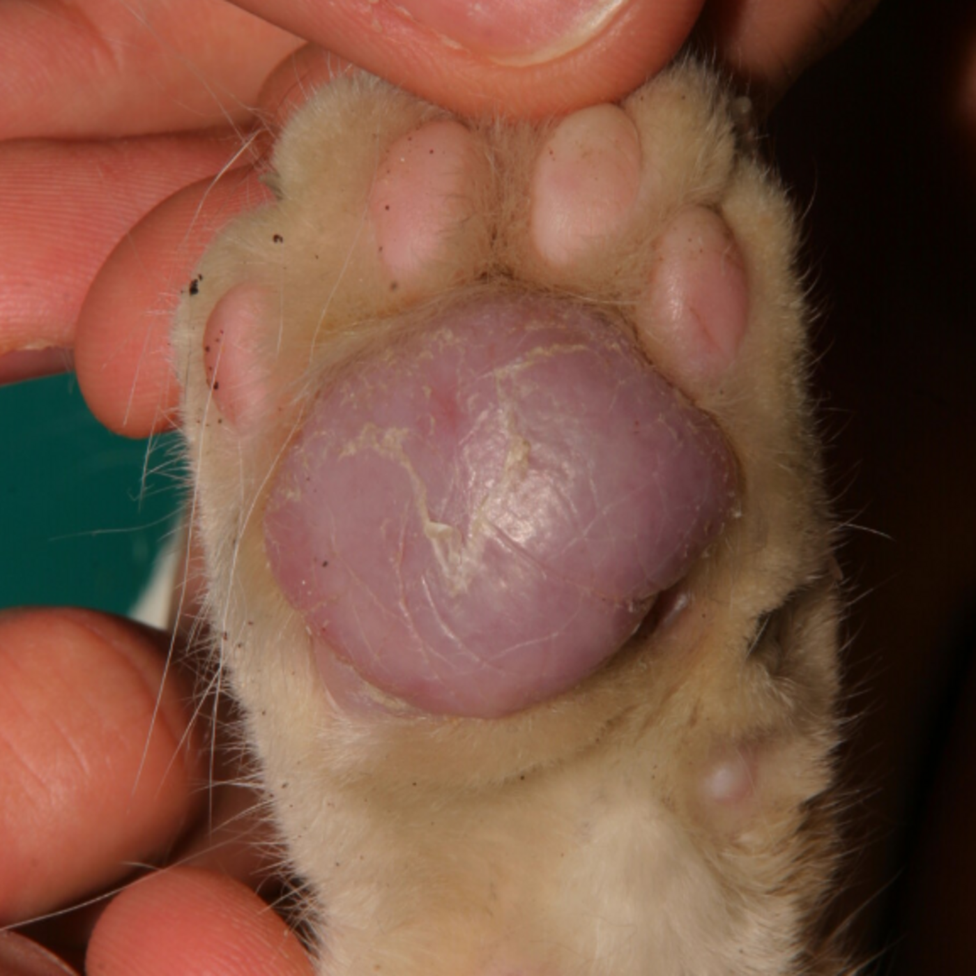 Feline Plasma Cell Pododermatitis: A Comprehensive Diagnostic and Therapeutic Guide