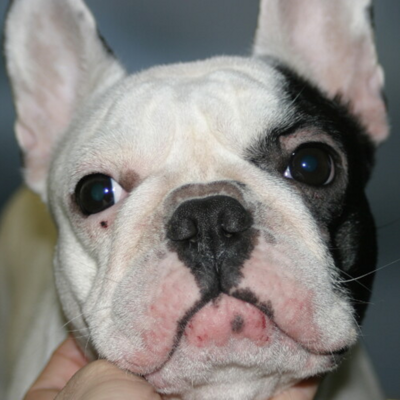 French Bulldog Dermatology: Main Dermatoses and Updates