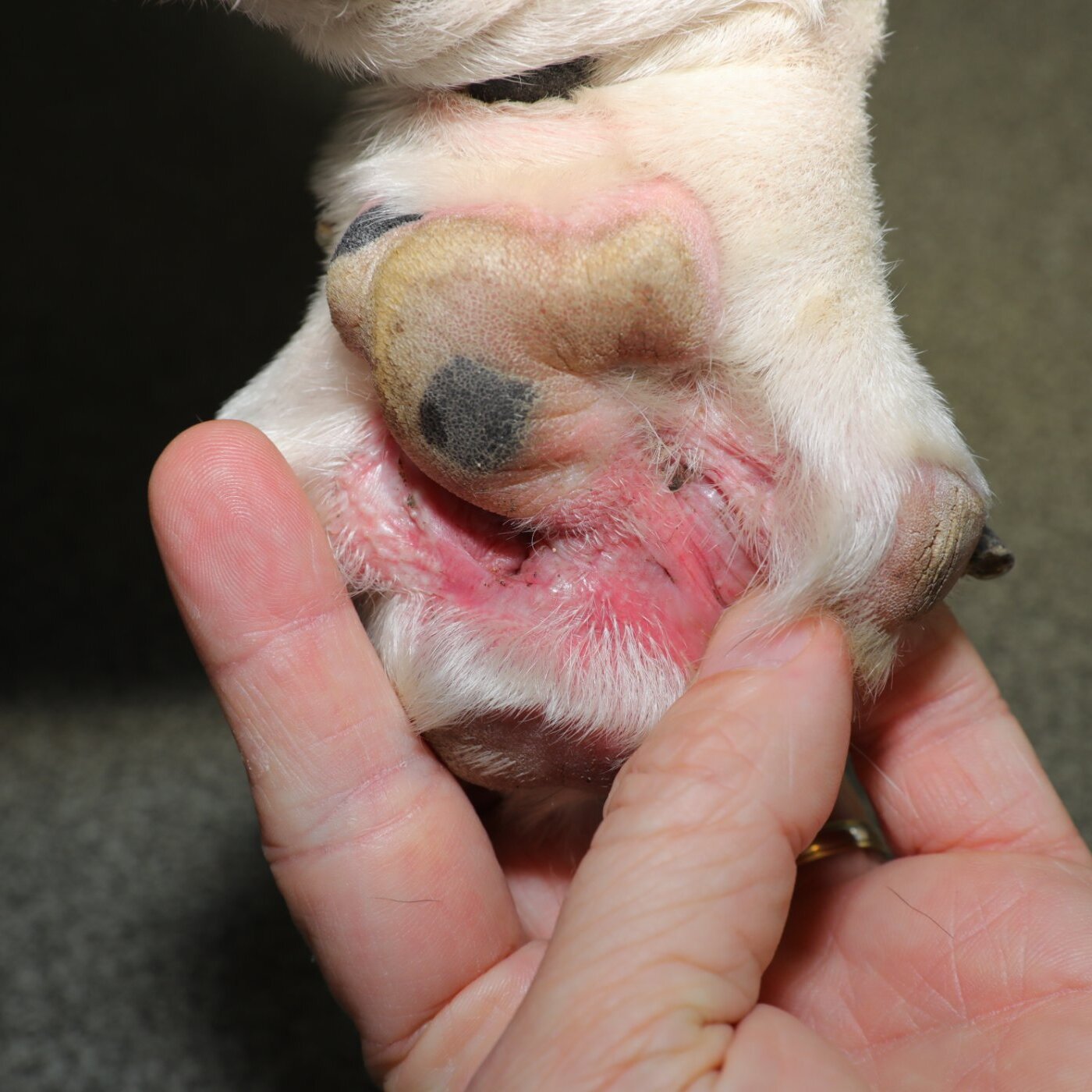 Global Veterinary Dermatology Market Growth and Innovation