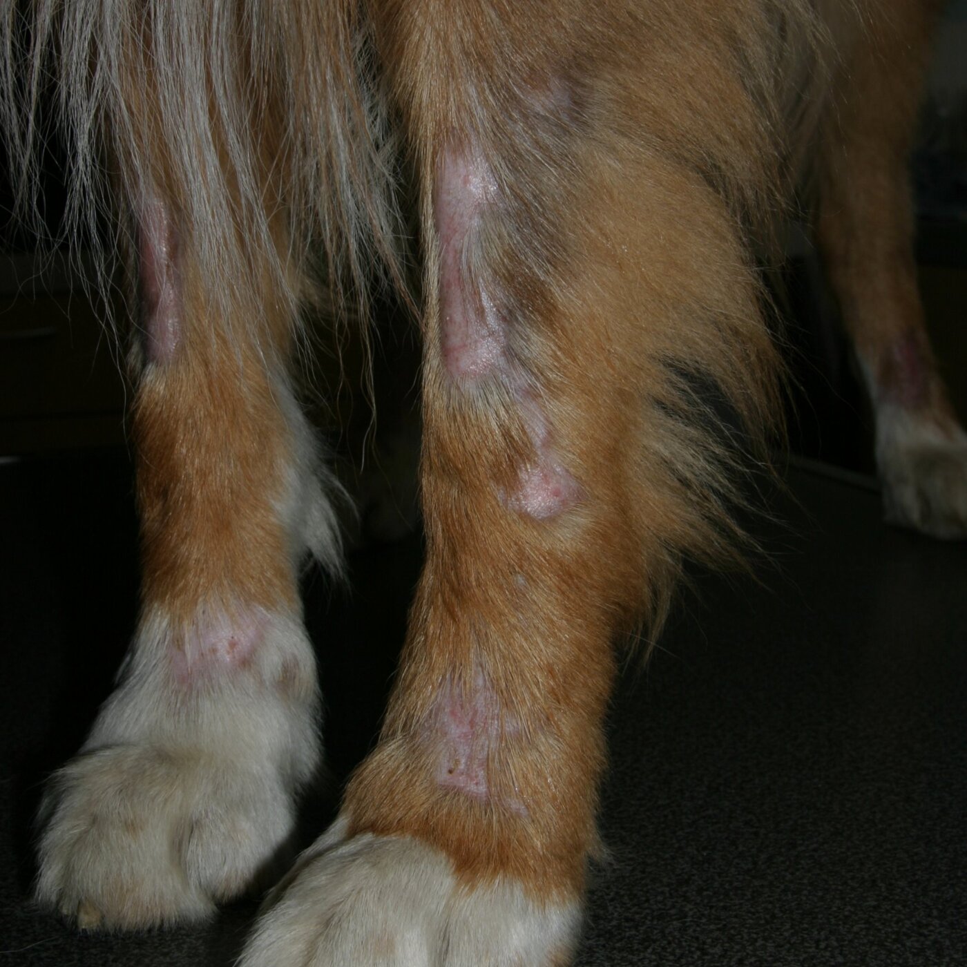 La dermatomyosite canine