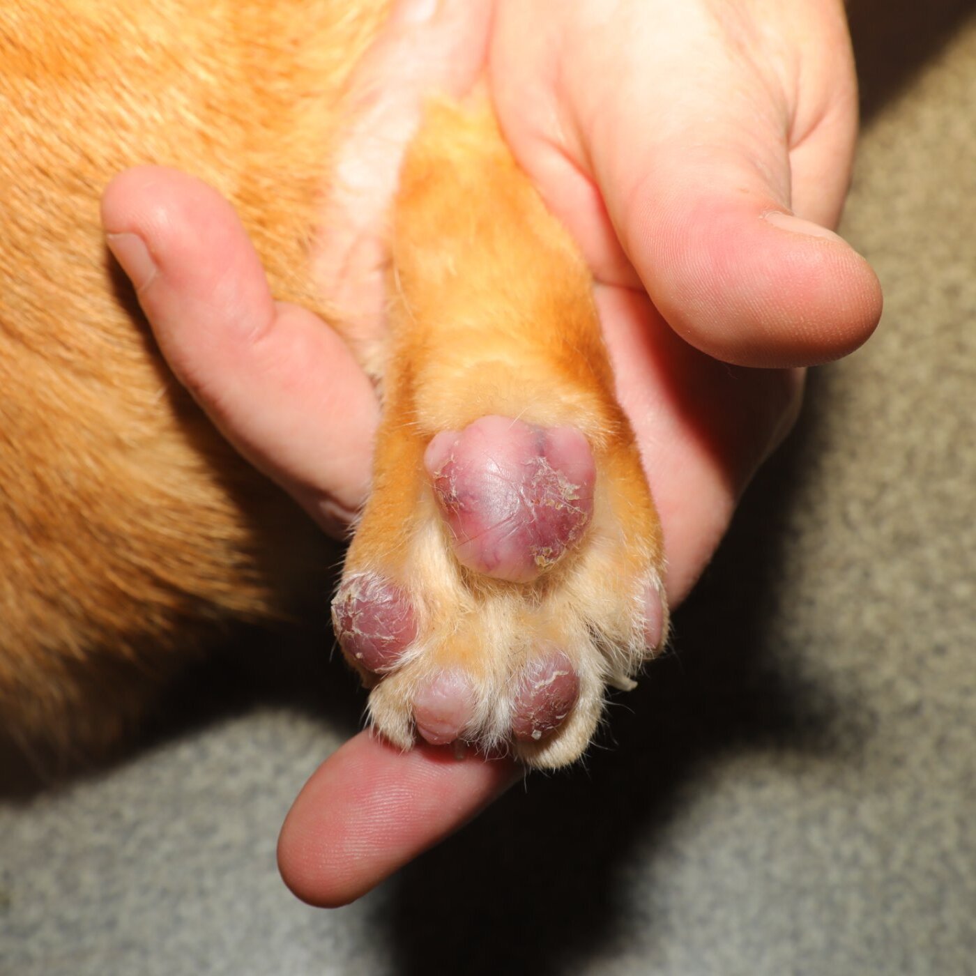 La pododermatite plasmocytaire féline : Guide complet diagnostique et thérapeutique