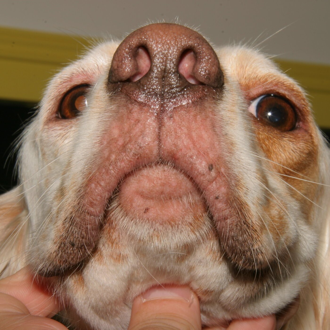 Update on Hypoallergenic Diets in Dogs and Cats