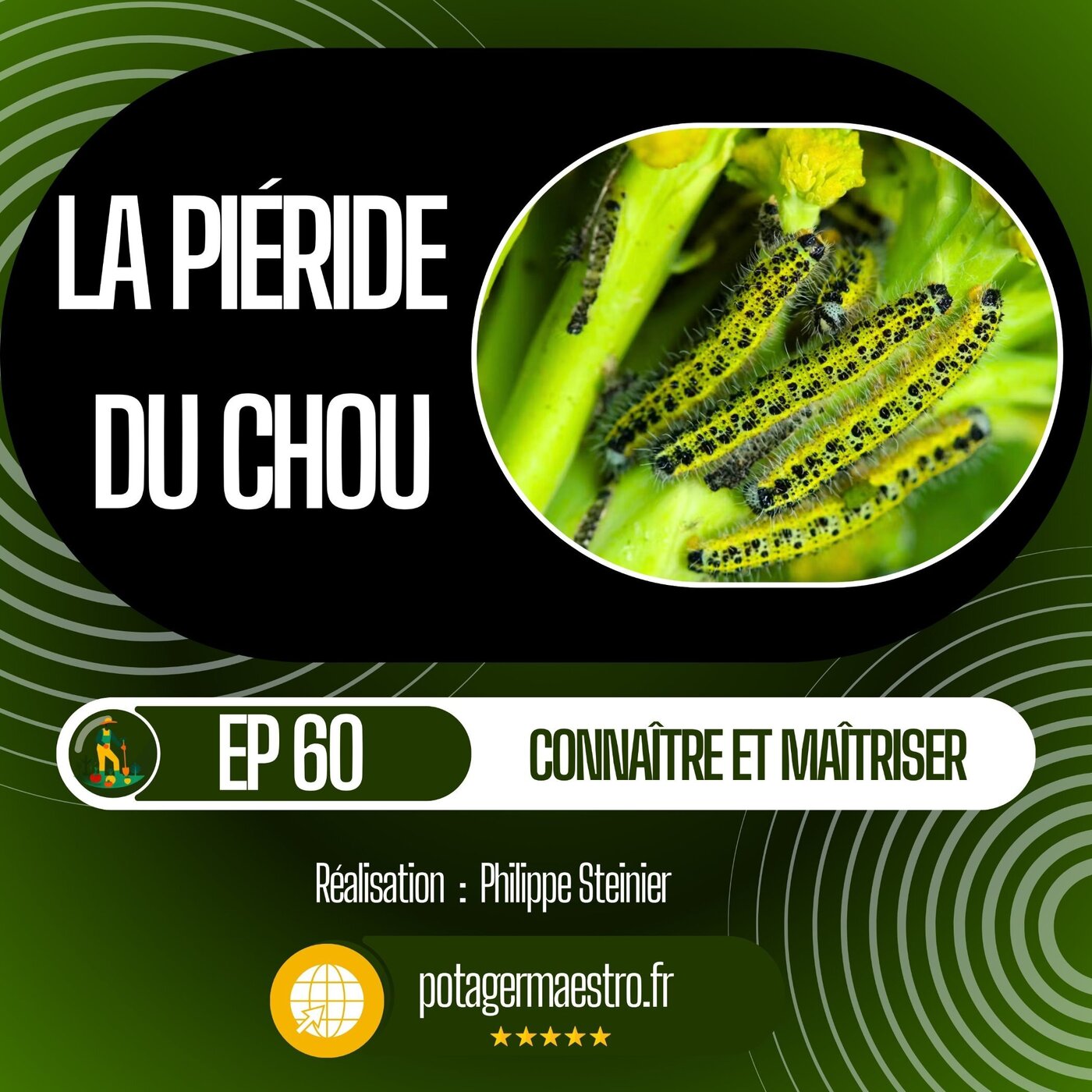 Connaître et maîtriser la piéride du chou dans votre potager Connaître et maîtriser la piéride du chou dans votre potager