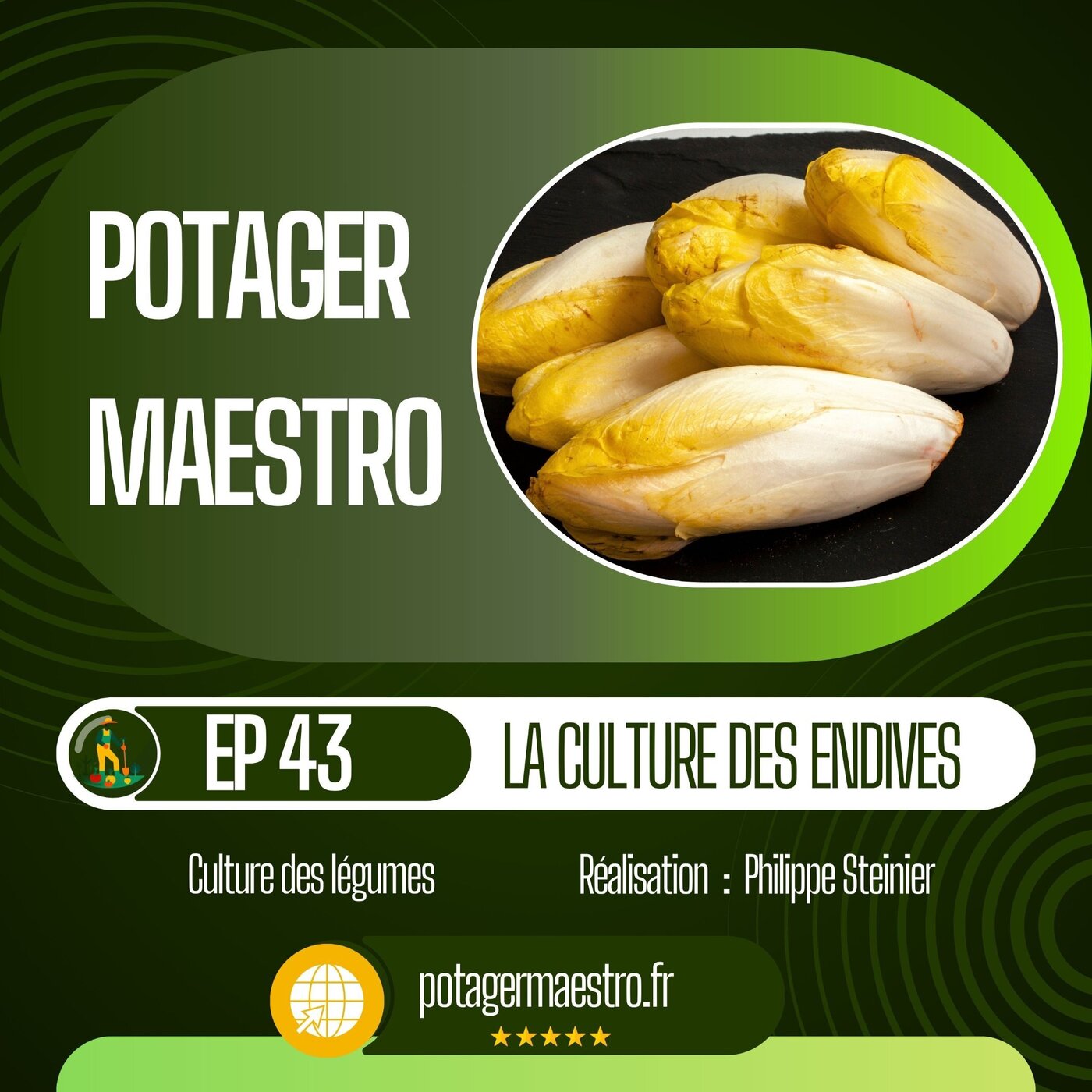 Réussir la culture des endives et chicons dans votre potager