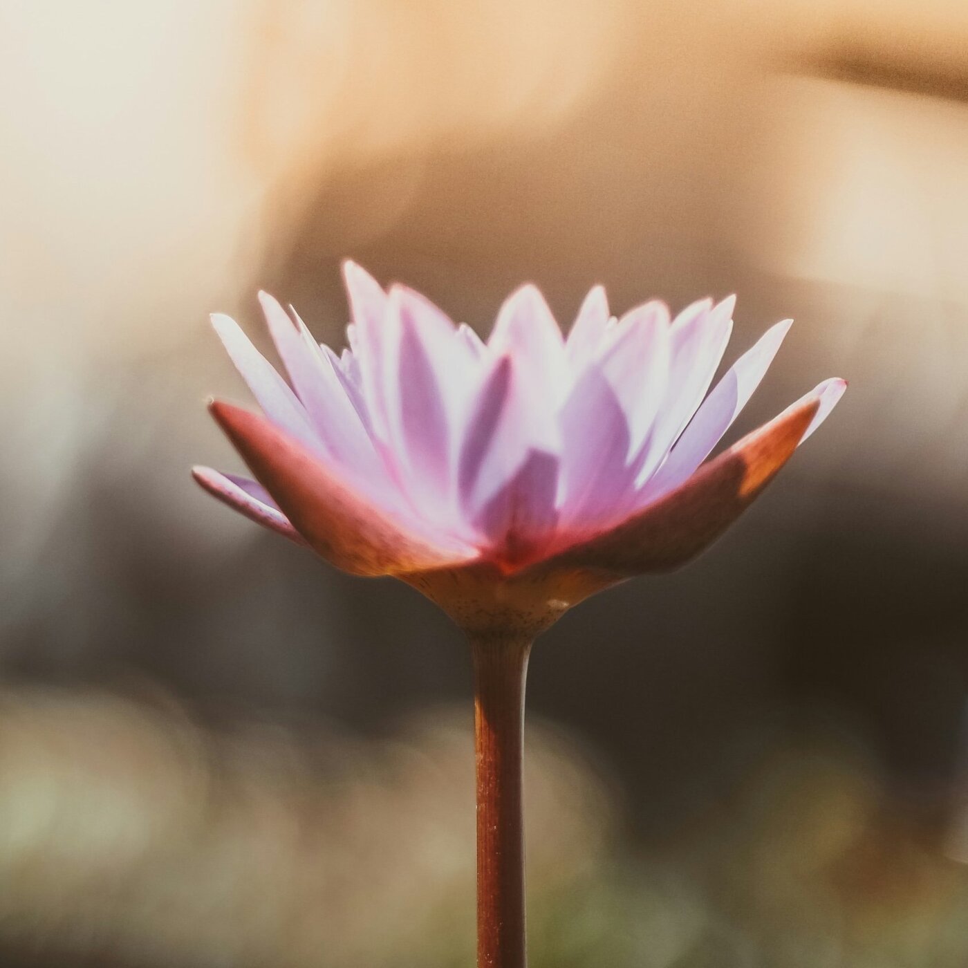 Douceur, Harmonie et Vitalité 🪷 Méditation avec le Chakra Sacré Douceur, Harmonie et Vitalité 🪷 Méditation avec le Chakra Sacré