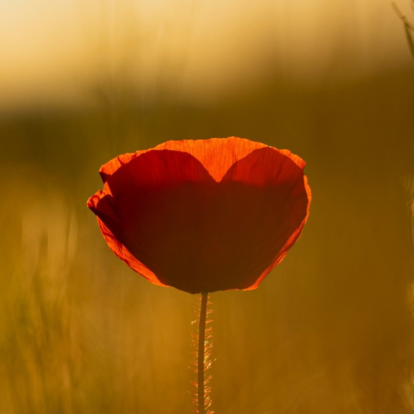 Méditation du coeur avec la fréquence 528 HZ - Transformation Positive Méditation du coeur avec la fréquence 528 HZ - Transformation Positive