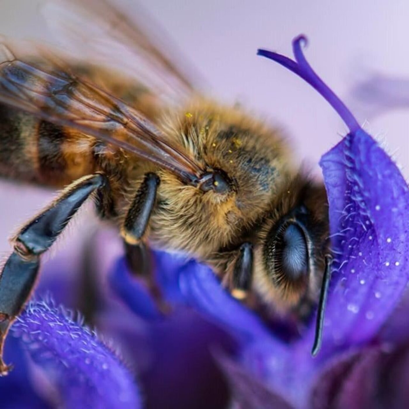 FACE 2 : PORTRAIT DE FREDDY, APICULTEUR DANS L'AISNE