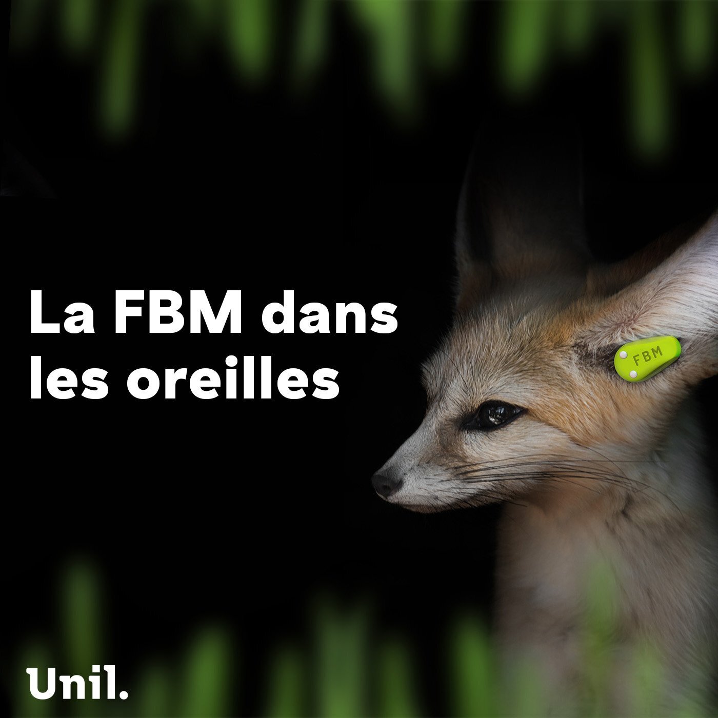 La FBM dans les oreilles